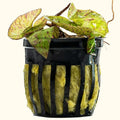 Tiger Lotus Bulb - Aquarium Co - Op
