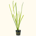 Vallisneria - Aquarium Co - Op