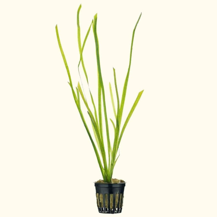 Vallisneria - Aquarium Co - Op