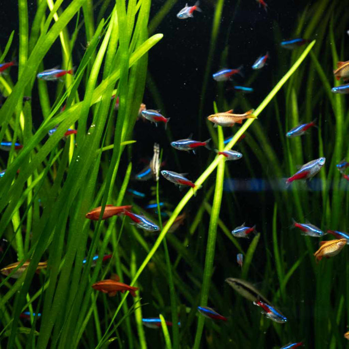 Vallisneria - Aquarium Co - Op