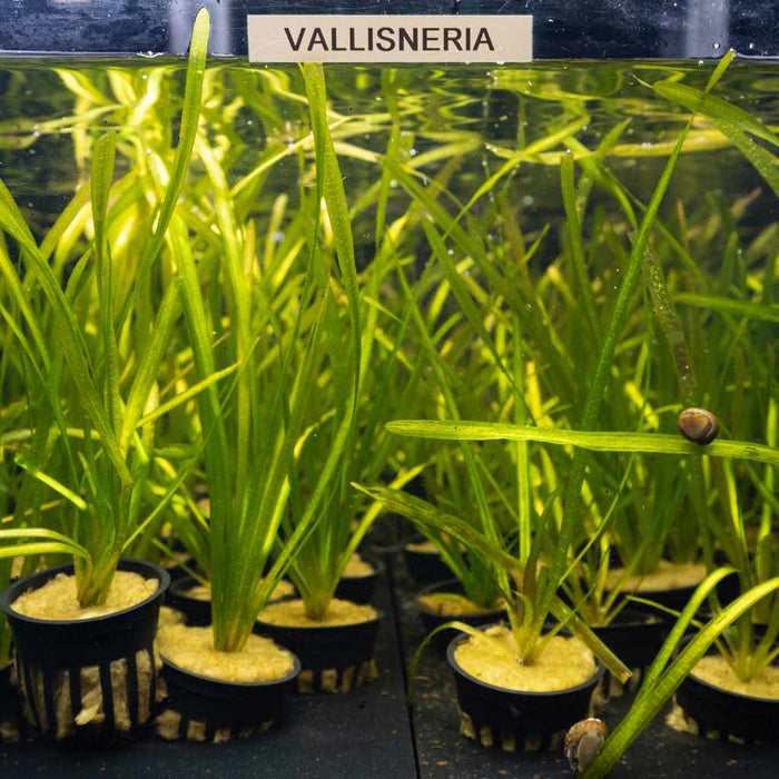 Vallisneria - Aquarium Co - Op