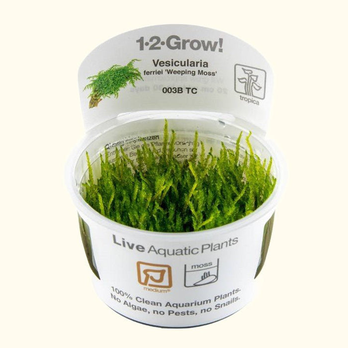 Vesicularia ferriei 'Weeping Moss' Tissue Culture - Aquarium Co - Op