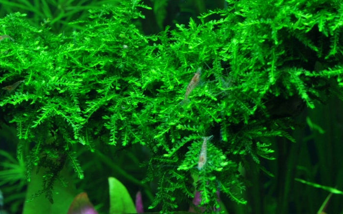 Vesicularia ferriei 'Weeping Moss' Tissue Culture - Aquarium Co - Op