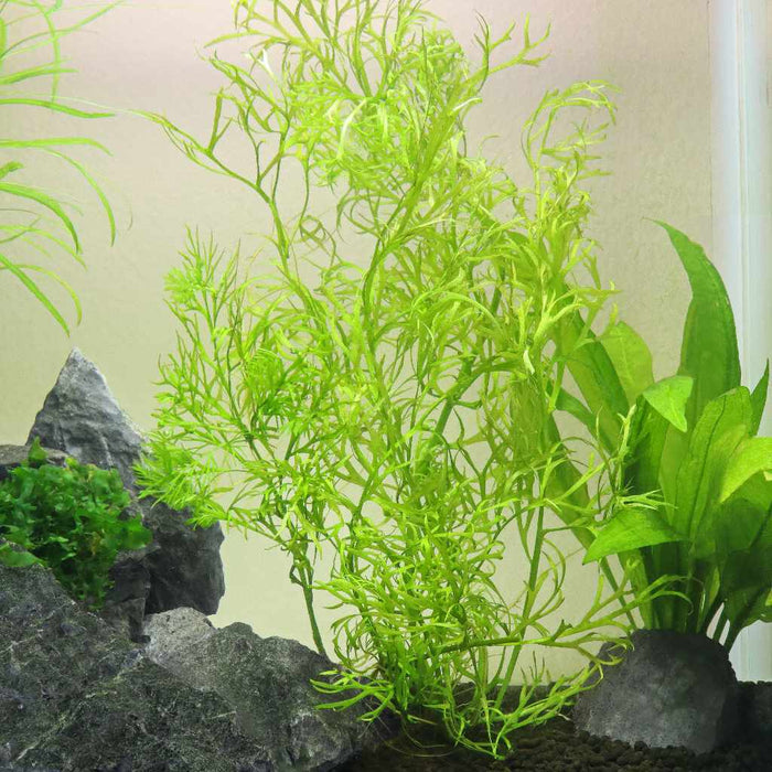 Water Sprite - Aquarium Co - Op