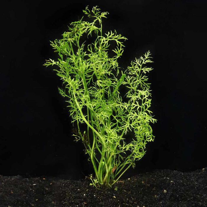 Water Sprite - Aquarium Co - Op