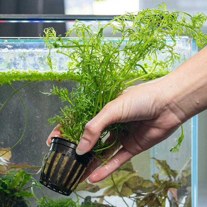 Water Sprite - Aquarium Co - Op
