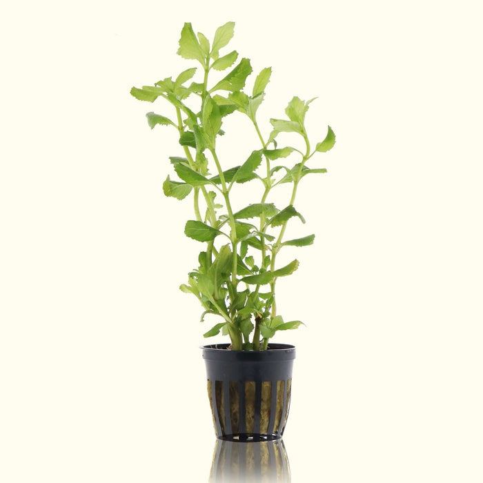 Water Wisteria - Aquarium Co - Op