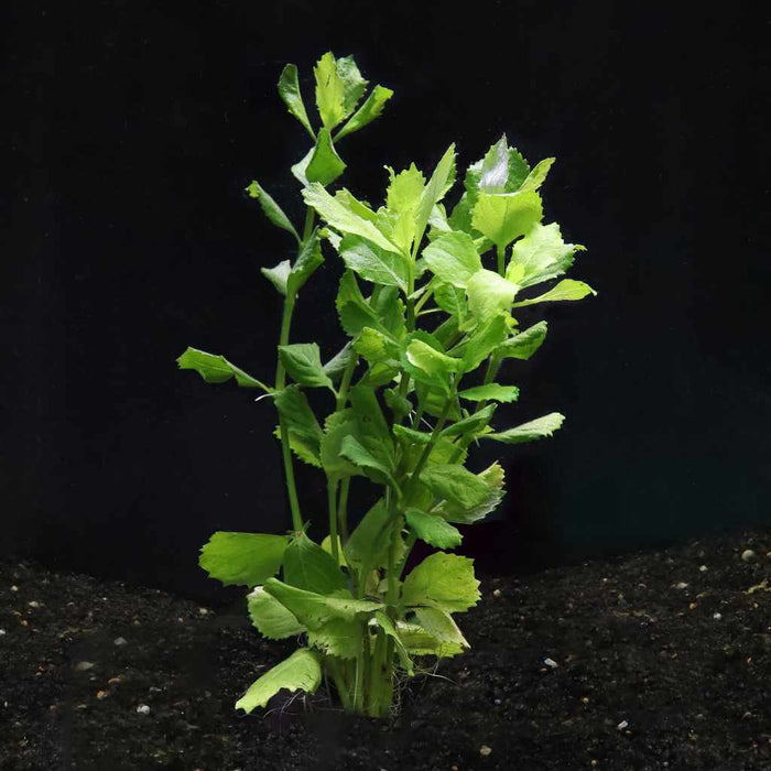Water Wisteria - Aquarium Co - Op