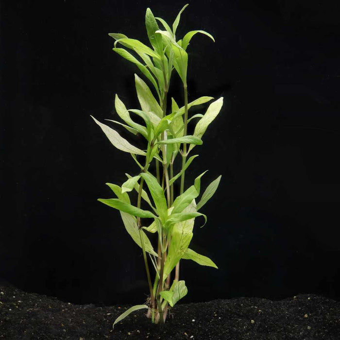 Willow Hygro - Aquarium Co - Op