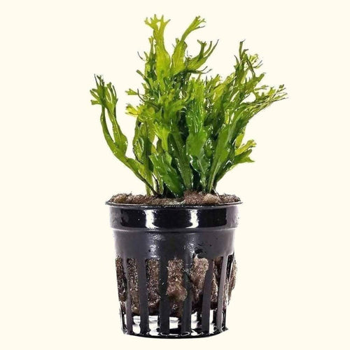 "Windelov" Java Fern - Aquarium Co - Op