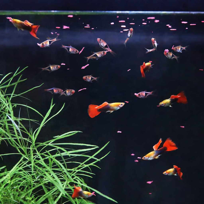 Xtreme Krill Flakes - Aquarium Co - Op