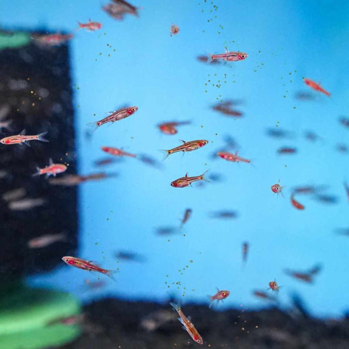 Xtreme Nano Pellets - Aquarium Co - Op