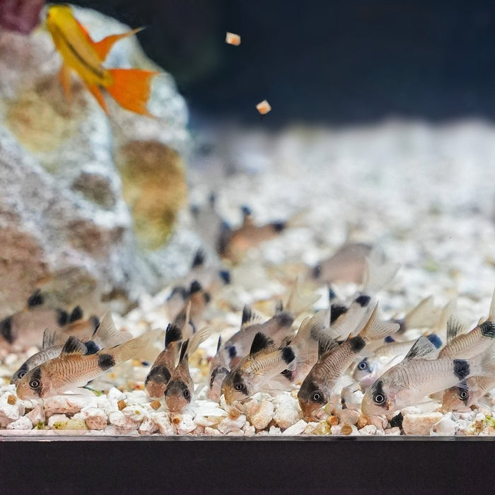 Xtreme NICE 1.5mm Slow - Sinking Pellets - Aquarium Co - Op