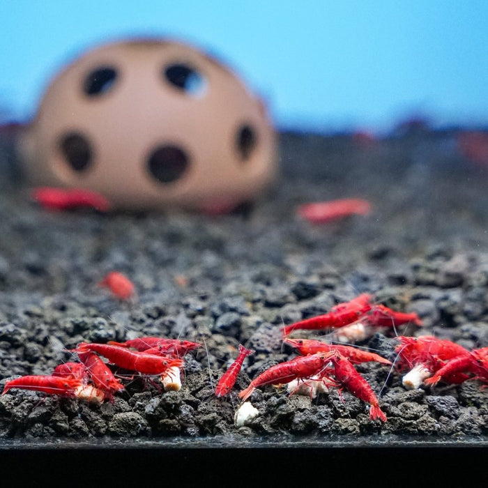 Xtreme Shrimpee Sinking Sticks - Aquarium Co - Op