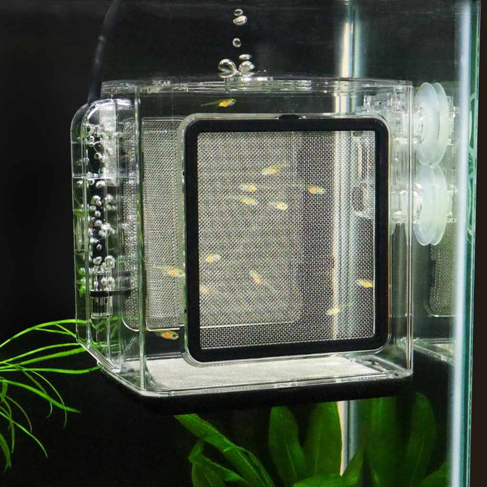 Ziss Premium Breeder Box - Aquarium Co - Op